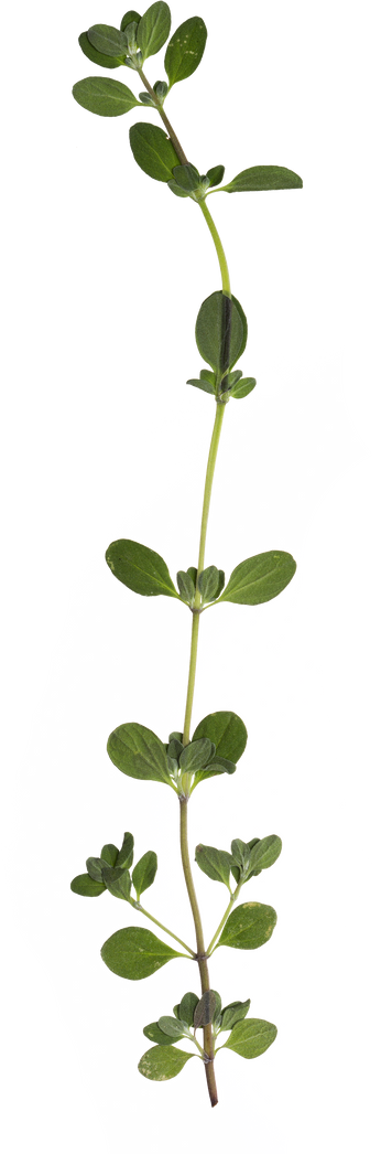 Hand Pressed Flora